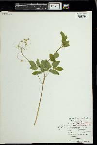 Taenidia integerrima image