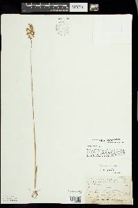 Anthoxanthum hirtum image