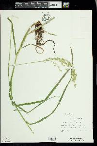 Glyceria canadensis image
