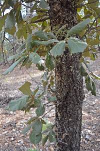 Image of Quercus mcvaughii