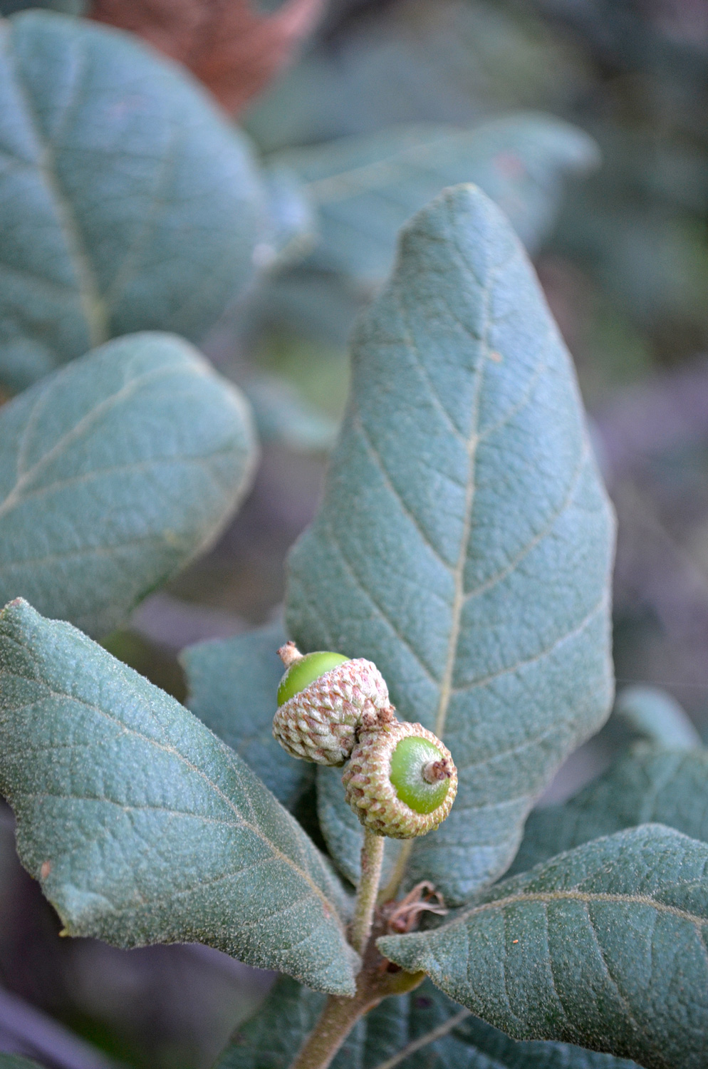 Quercus rugosa image