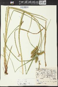 Carex retrorsa image