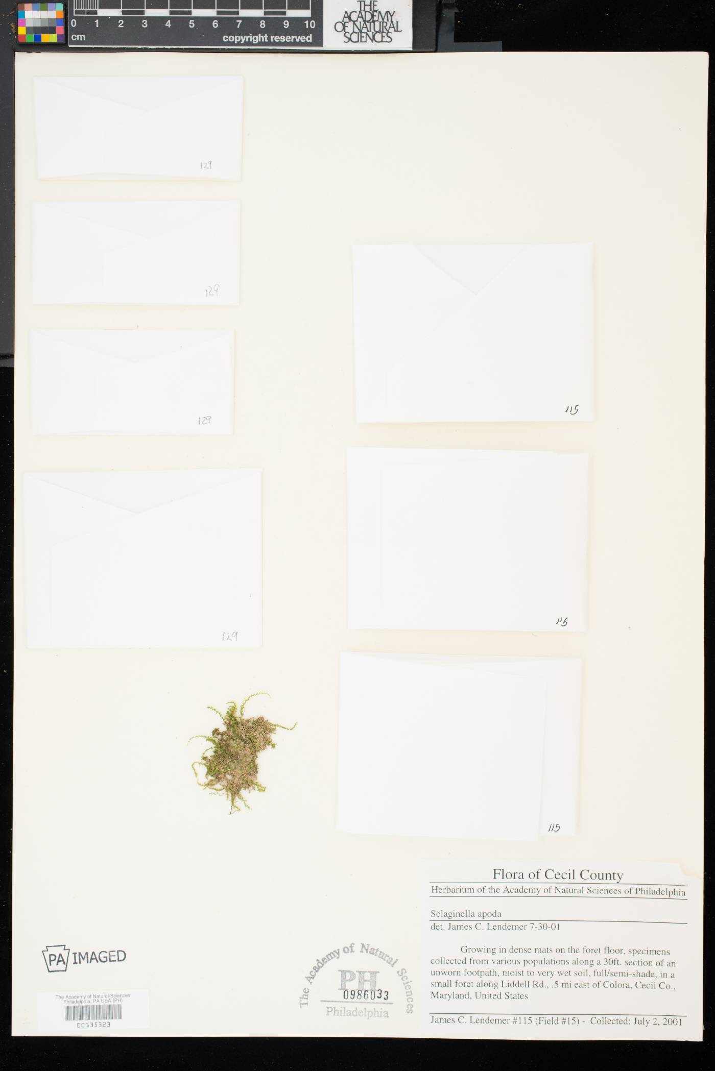 Selaginella apoda image