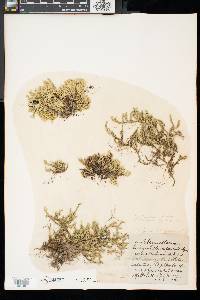 Selaginella rupestris image