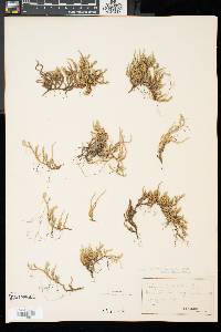 Selaginella rupestris image