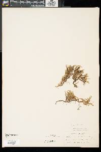 Selaginella rupestris image