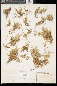 Selaginella rupestris image