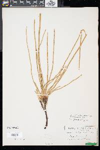 Equisetum sylvaticum image