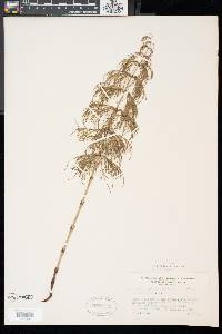 Equisetum sylvaticum image