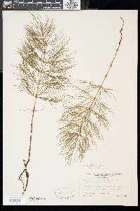 Equisetum sylvaticum image