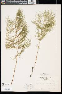 Equisetum sylvaticum image