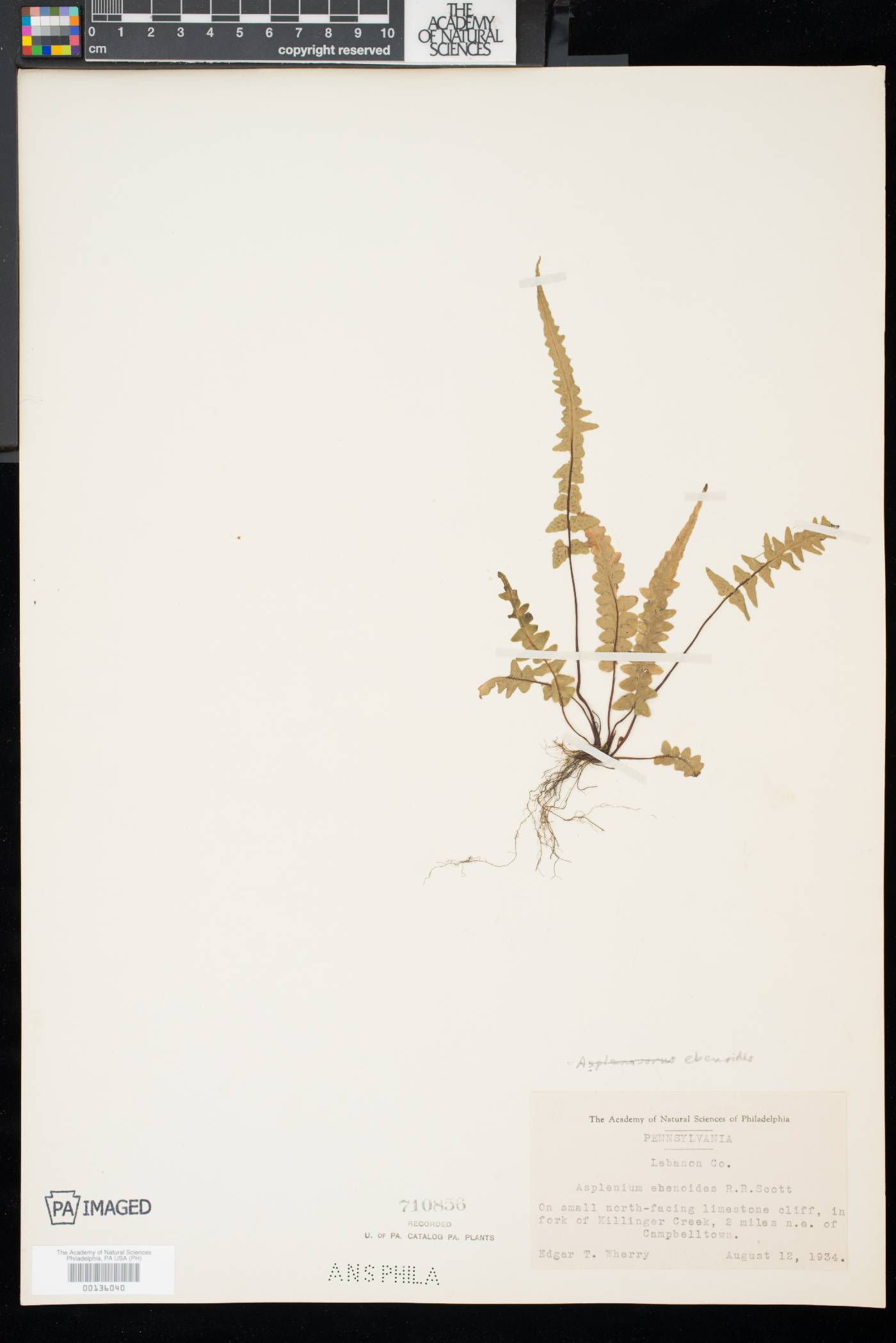 Asplenium × ebenoides image