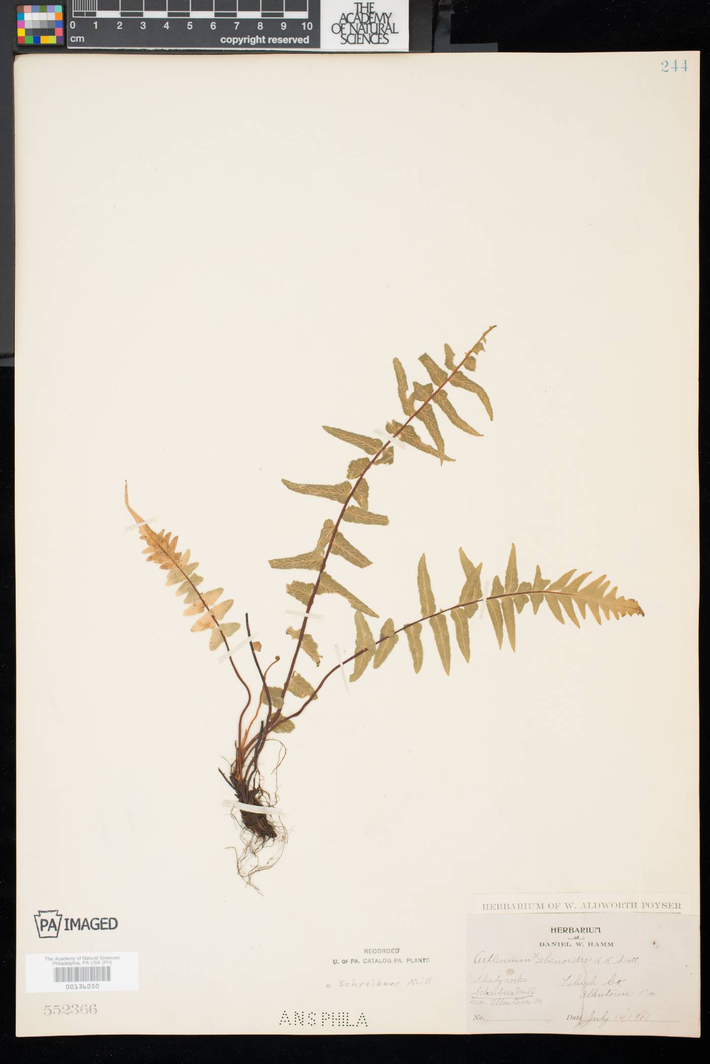 Asplenium × ebenoides image