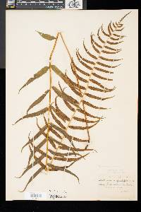 Athyrium pycnocarpon image