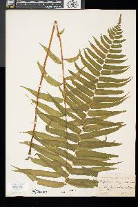 Athyrium pycnocarpon image