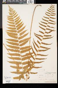 Athyrium pycnocarpon image