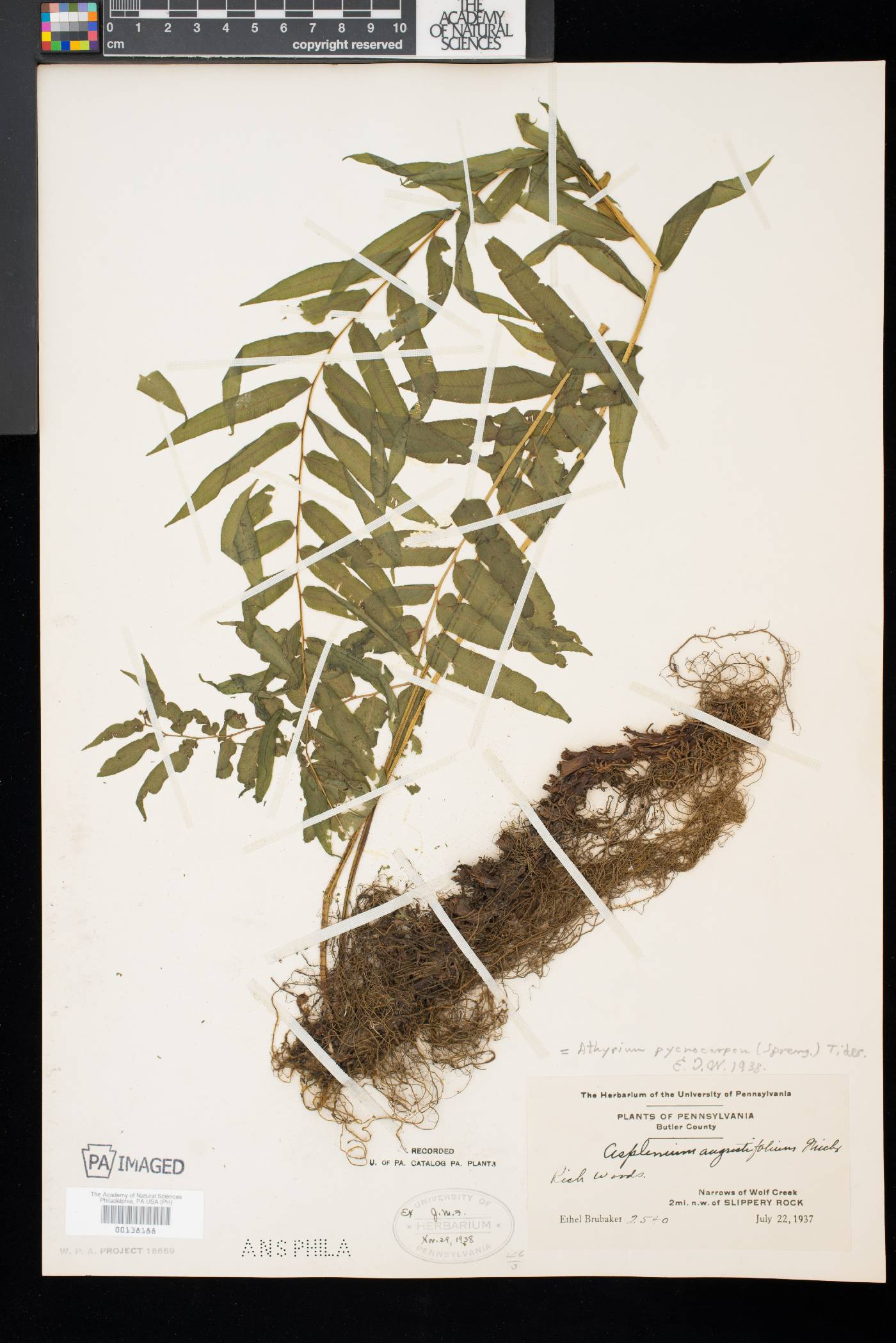 Athyrium pycnocarpon image
