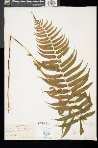 Athyrium pycnocarpon image