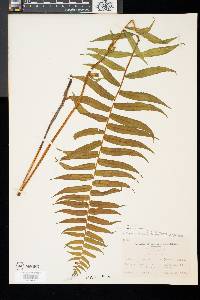 Athyrium pycnocarpon image