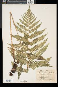 Dryopteris goldieana image