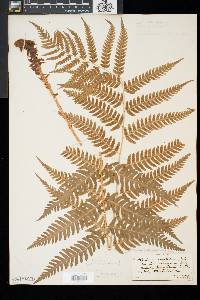 Dryopteris goldieana image