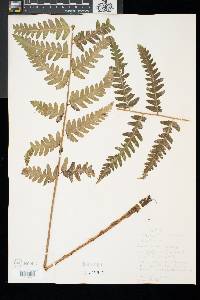 Dryopteris celsa image