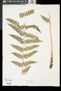 Dryopteris celsa image