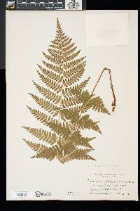 Dryopteris x dowellii image