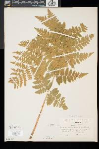 Dryopteris clintoniana image