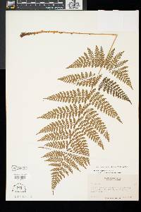 Dryopteris clintoniana image