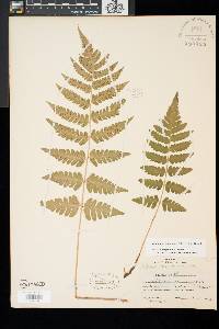 Dryopteris clintoniana image