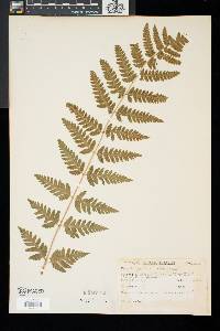 Dryopteris clintoniana image