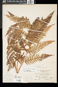 Dryopteris clintoniana image