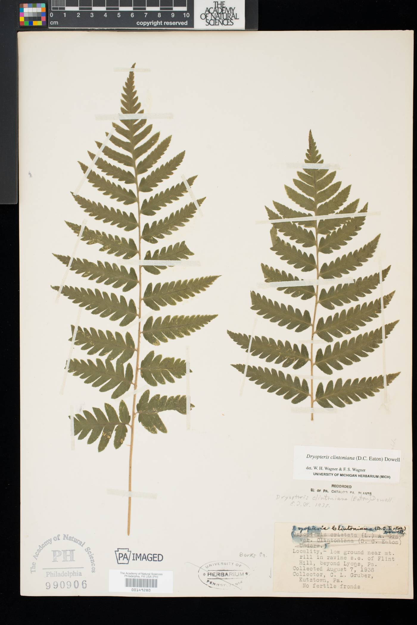 Dryopteris clintoniana image