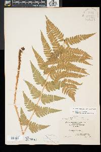 Dryopteris clintoniana image