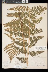 Dryopteris clintoniana image