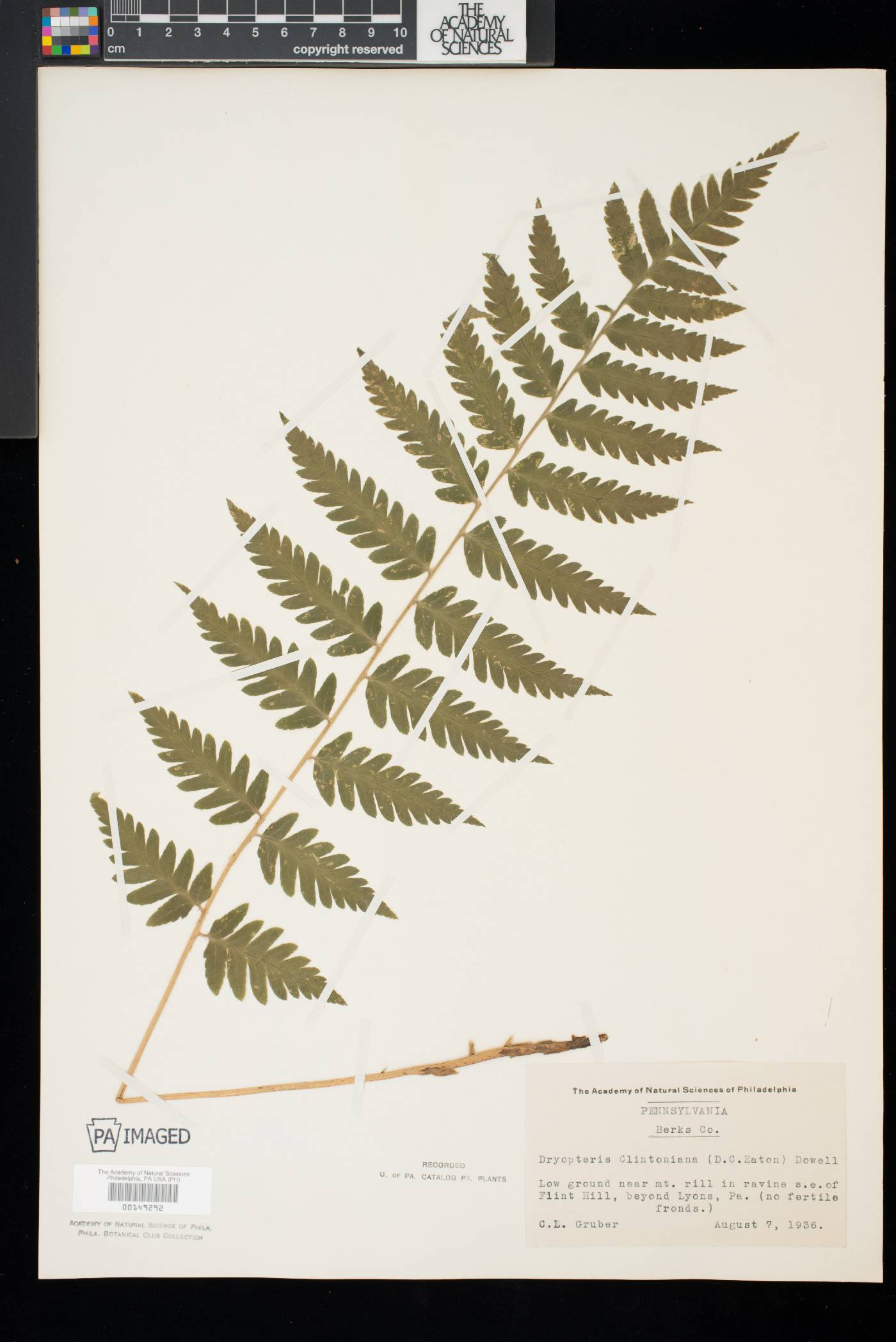 Dryopteris clintoniana image