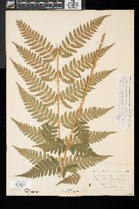 Dryopteris clintoniana image