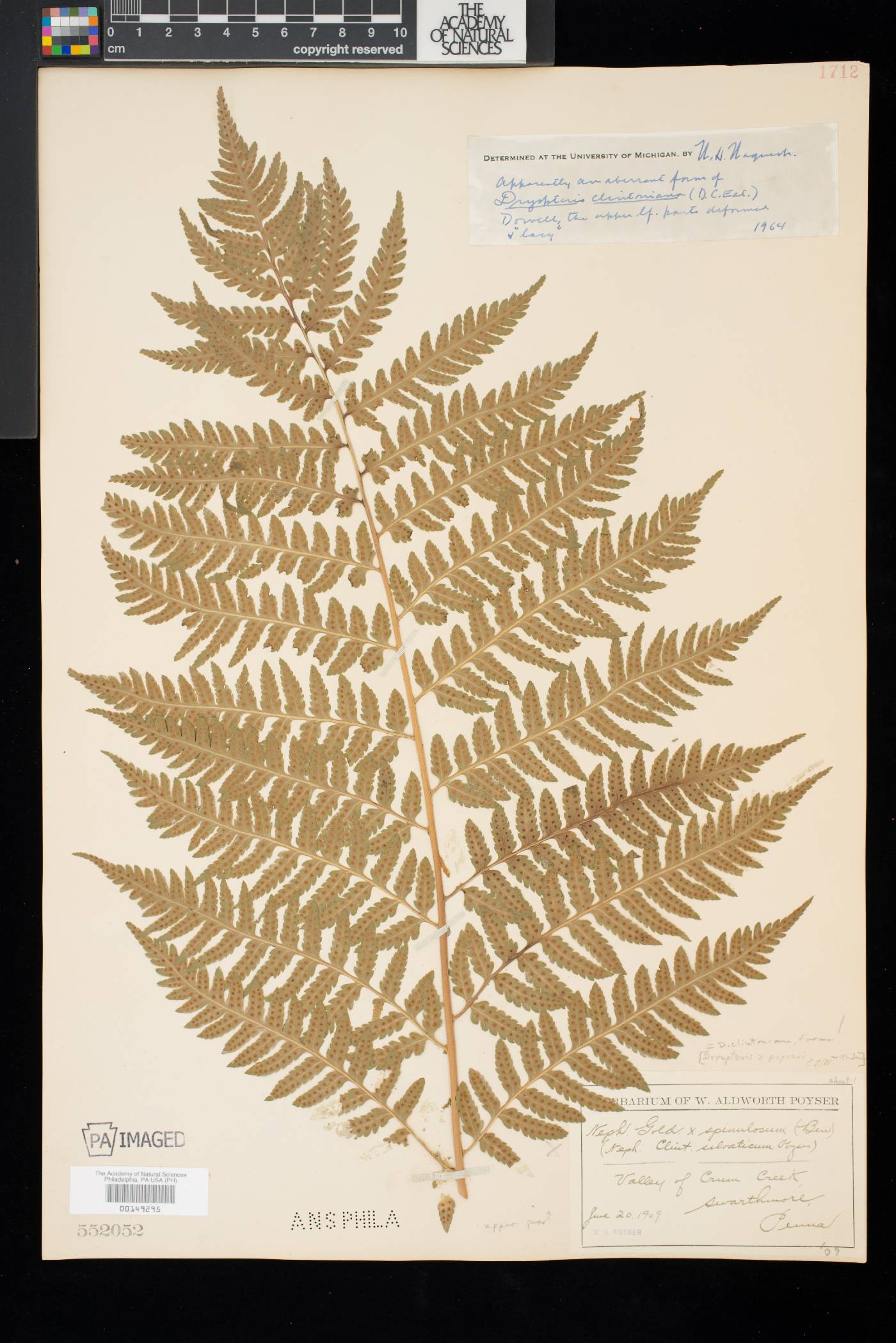 Dryopteris clintoniana image