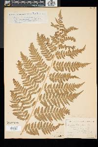 Dryopteris clintoniana image