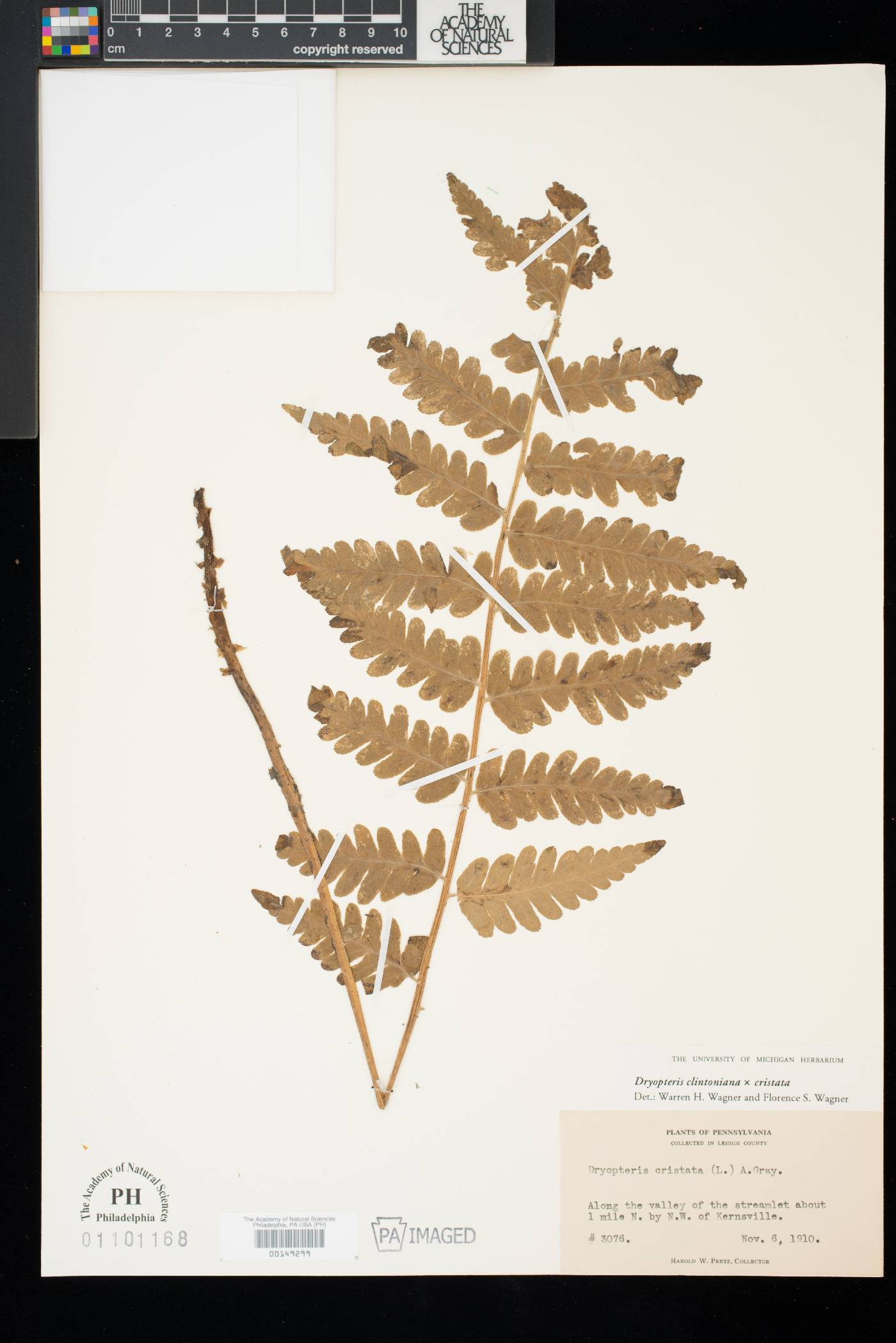 Dryopteris clintoniana image