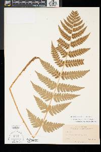 Dryopteris clintoniana image