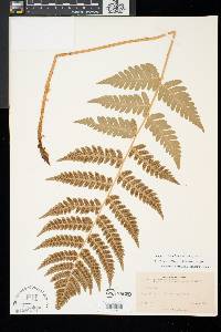 Dryopteris clintoniana image