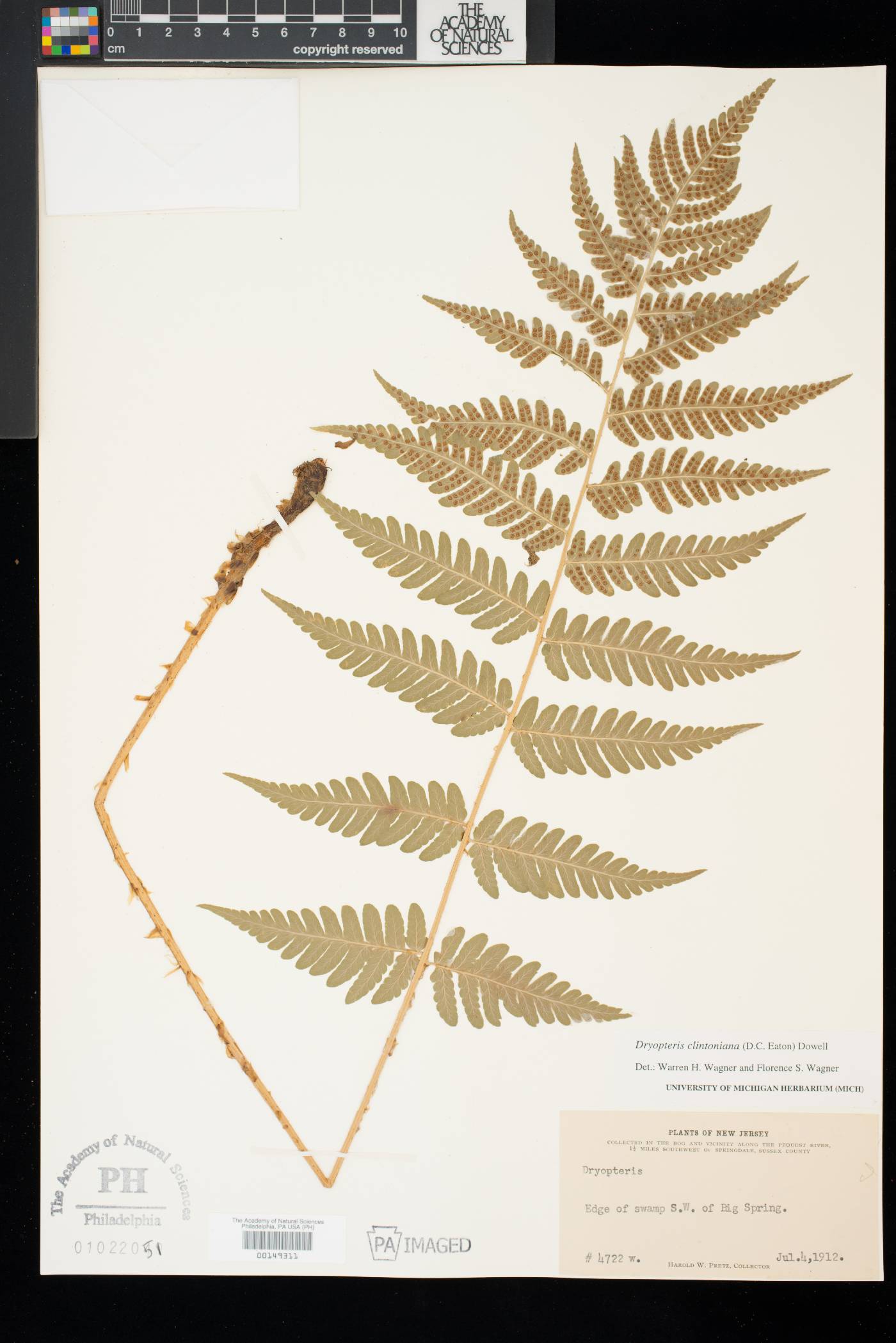 Dryopteris clintoniana image