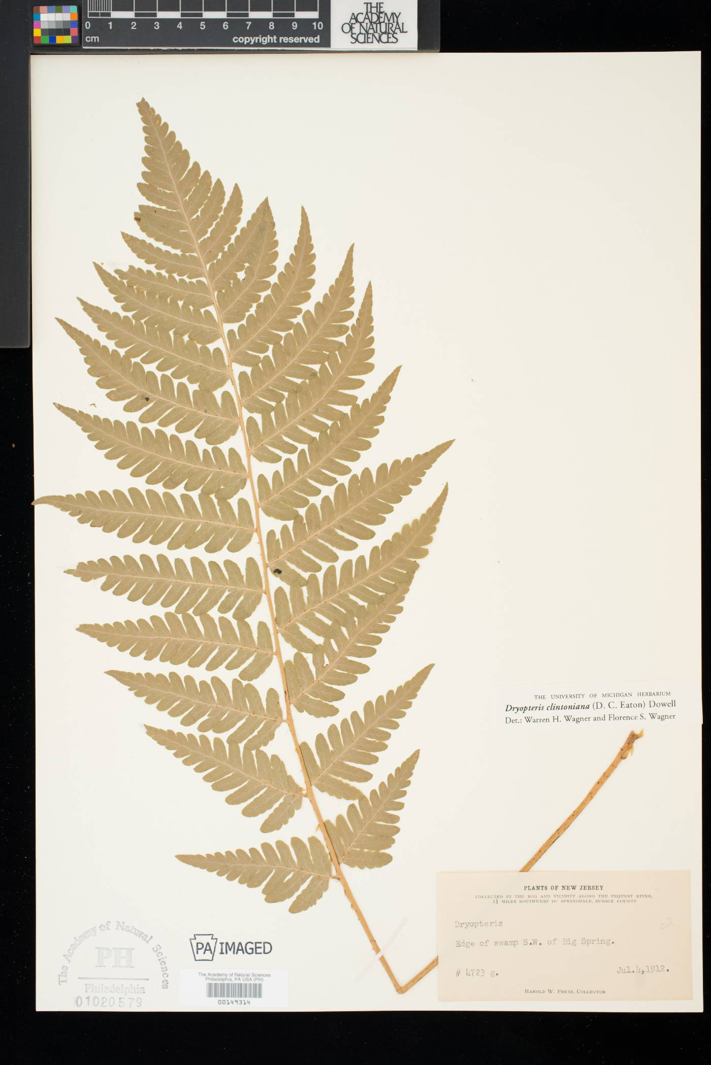 Dryopteris clintoniana image