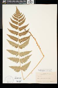 Dryopteris clintoniana image