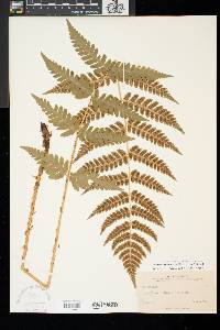 Dryopteris clintoniana image