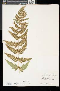 Dryopteris clintoniana image