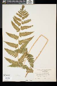 Dryopteris clintoniana image