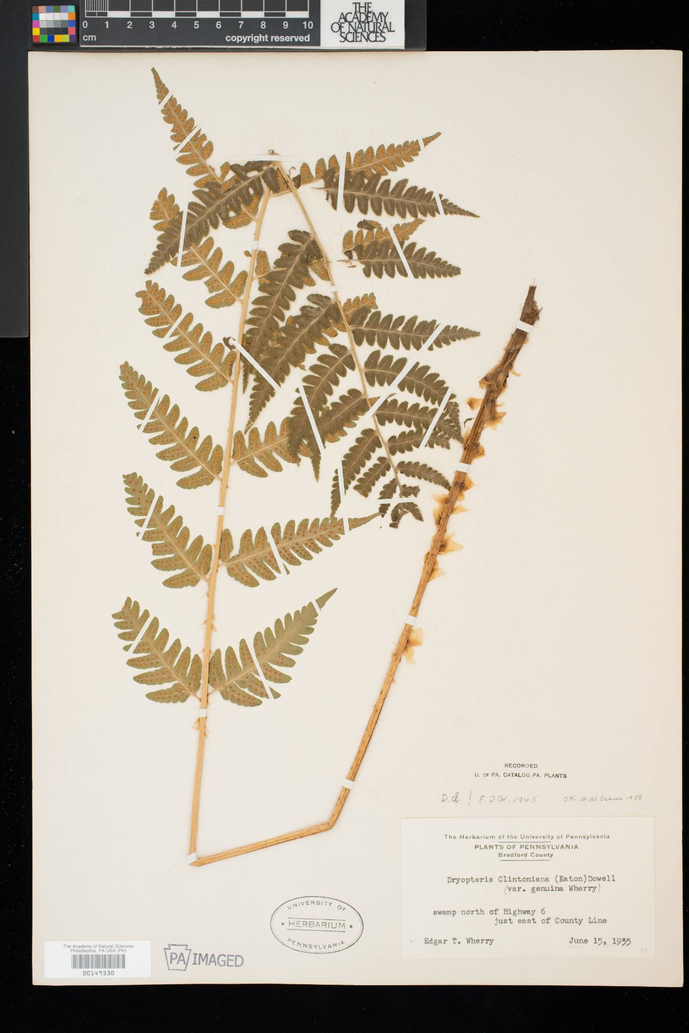 Dryopteris clintoniana image